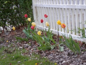 Tulips have sprung up in our side yards, making the yard colorfully festive! 