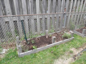 This is the Tomato and Herb Garden.  It is surrounded by chicken wire due to the proliferation of rabbits in our area. 