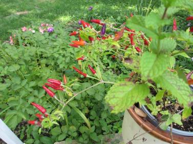 Yard red pappers garden