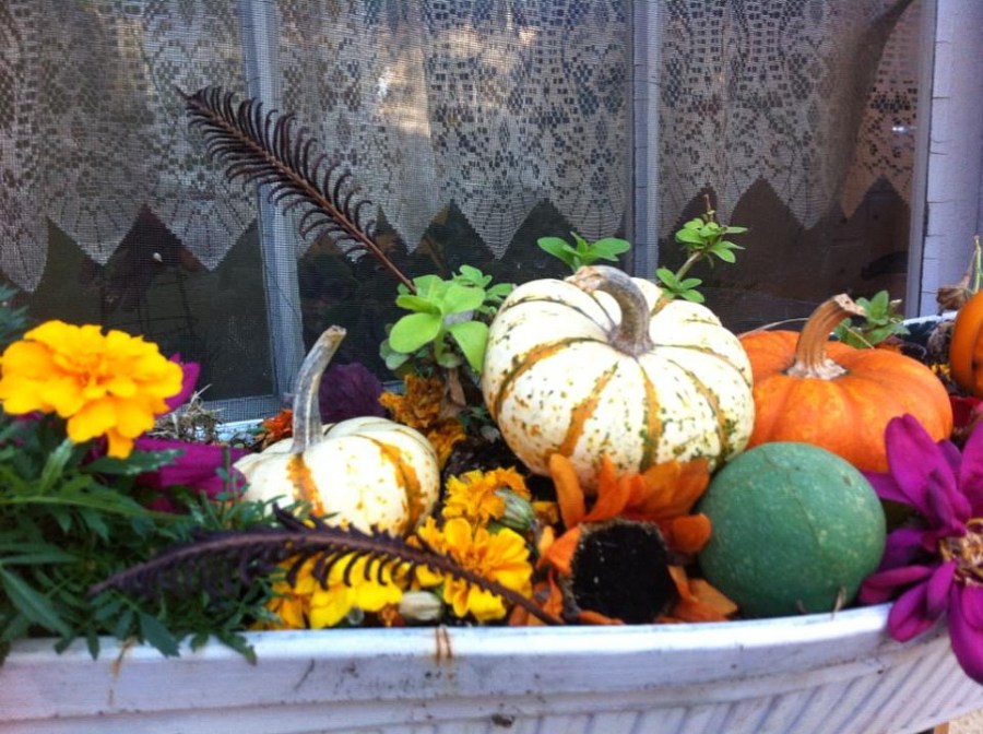 nat window box autumn
