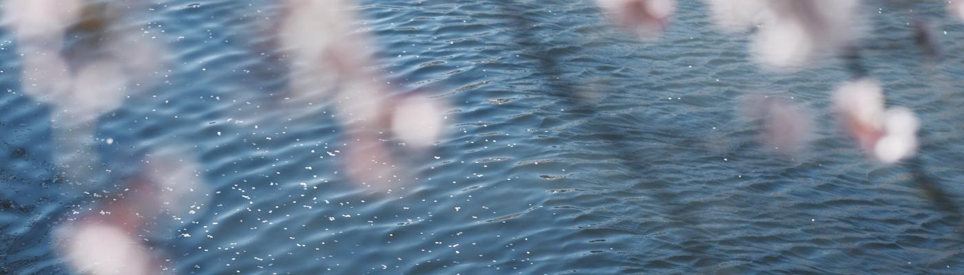 the warmth of summertime in a photo of a pink cherry blossom over the blue river